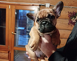 Собаки в Москве: Милый мальчик французский бульдог. Мальчик, 45 000 руб. - фото 3