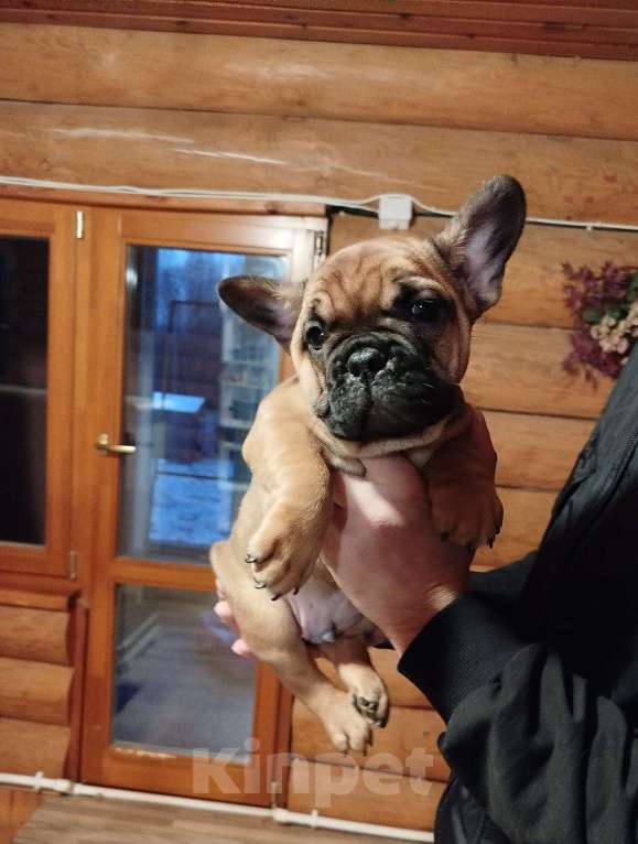 Собаки в Москве: Милый мальчик французский бульдог. Мальчик, 45 000 руб. - фото 3