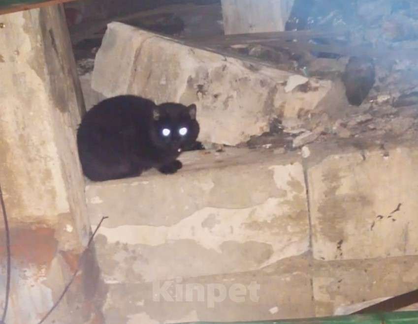 Кошки в Ногинске: Шикарный кот хорошей хозяйке Мальчик, Бесплатно - фото 2