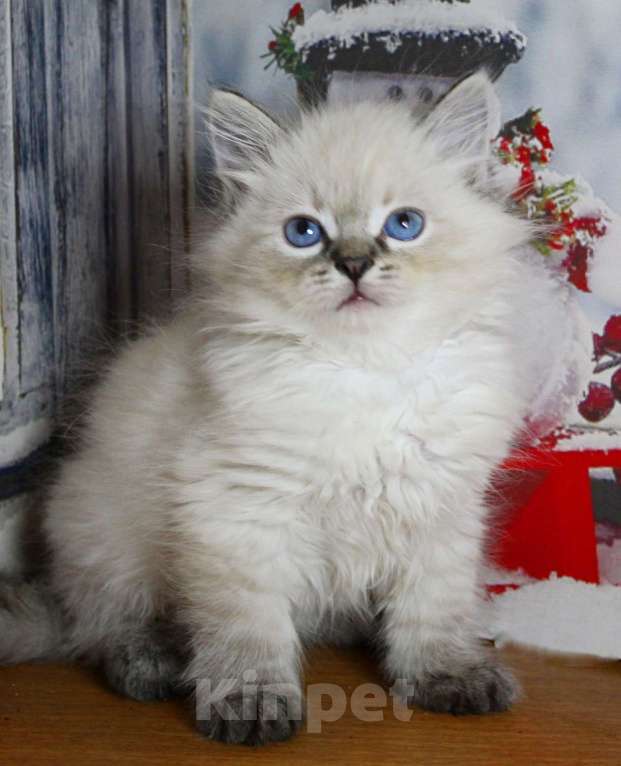 Кошки в Кирове: Роскошный котик Мальчик, 35 000 руб. - фото 1