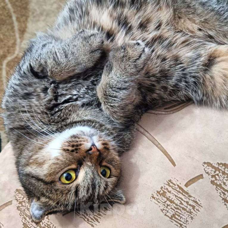 Кошки в Москве: Мадлен, самая плюшевая на свете кошечка Девочка, Бесплатно - фото 5