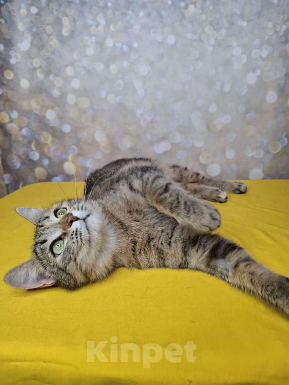 Кошки в Москве: Кошка в добрые руки Девочка, Бесплатно - фото 9