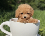 Собаки в Москве: Мальтипу Микро с Кукольной 😍 Baby-face Девочка, 230 000 руб. - фото 3