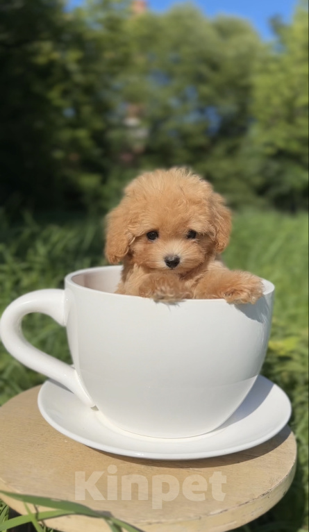 Собаки в Москве: Мальтипу Микро с Кукольной 😍 Baby-face Девочка, 230 000 руб. - фото 3