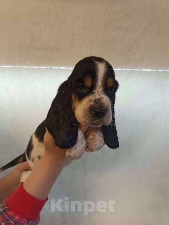 Собаки в Краснодаре: Щенки бассет-хаунд Разнополые, 22 000 руб. - фото 3