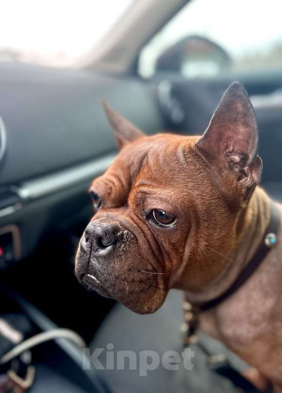 Собаки в Москве: Китайский чунцин Мальчик, 250 000 руб. - фото 8