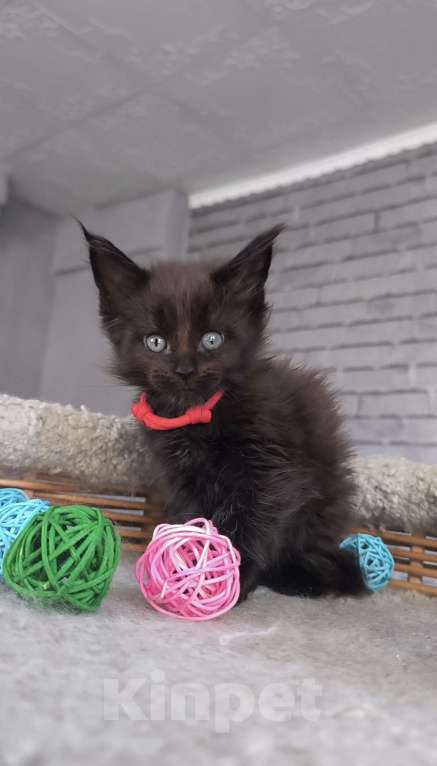 Кошки в Кемерово: Девочка Мейн-кун Девочка, 15 000 руб. - фото 1