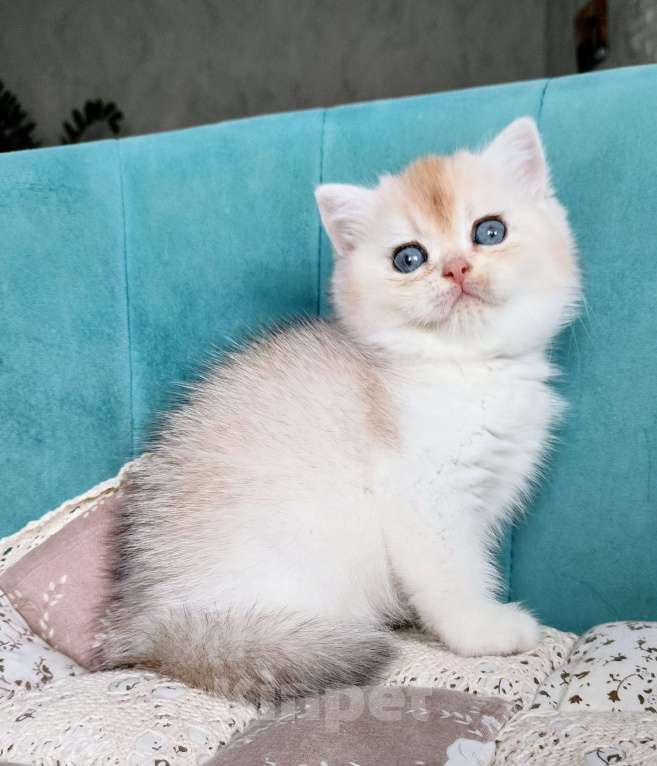 Кошки в Воронеже: Серебристая шиншилла Девочка, 35 000 руб. - фото 1