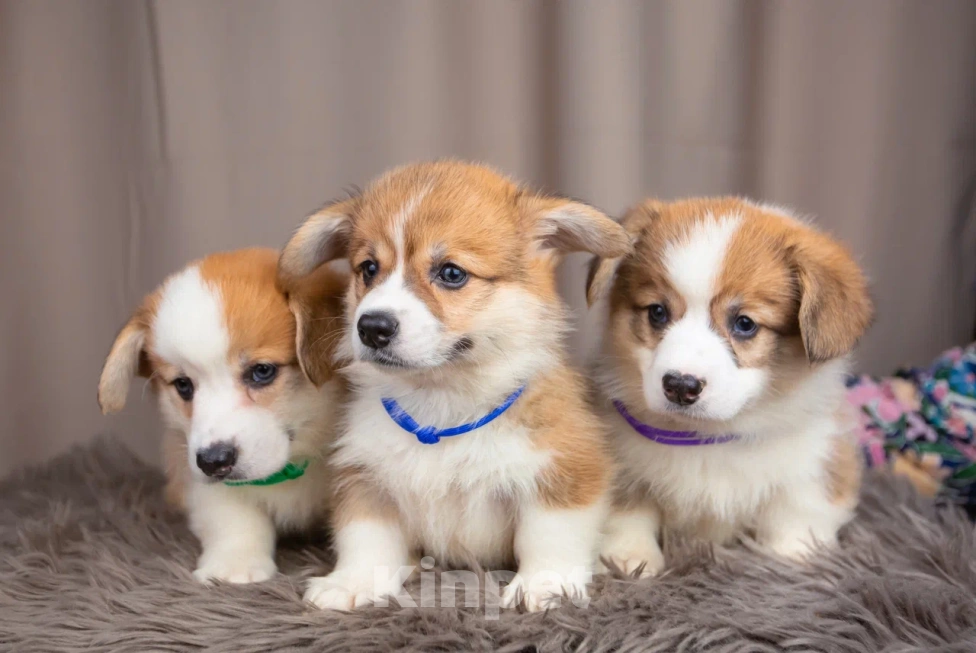 Собаки в Новосибирске: Винзор мальчик Вельш-корги Пемброк Мальчик, 75 000 руб. - фото 4