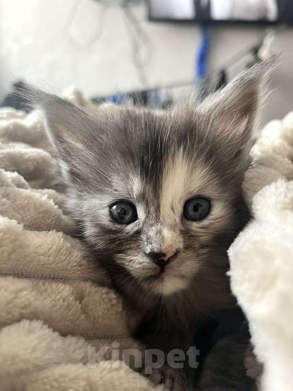 Кошки в Санкт-Петербурге: Девочка Мейн-Кун Девочка, 40 000 руб. - фото 4