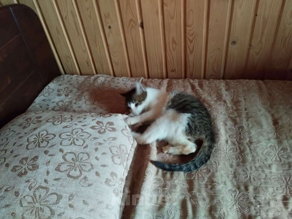 Кошки в Санкт-Петербурге: Девочка котенок Люси Девочка, 50 руб. - фото 4