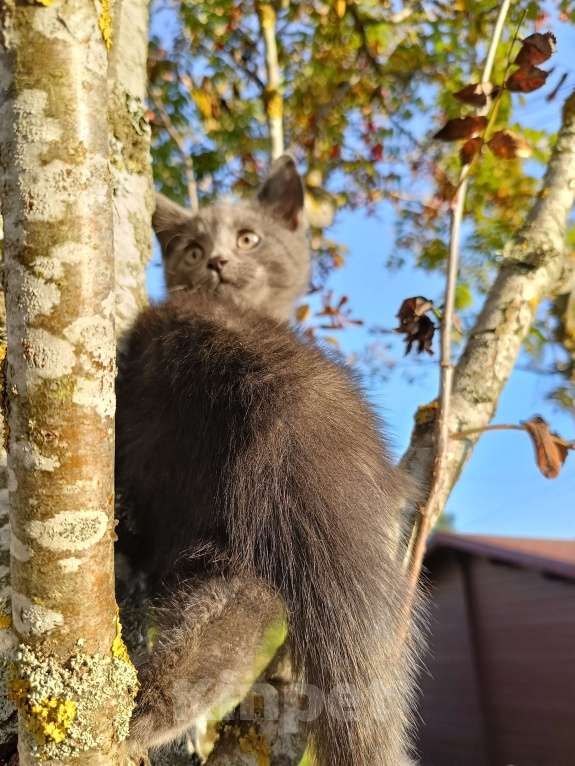 Кошки в других городах Ленинградской области: Потомок змеелова котенок Девочка, Бесплатно - фото 6