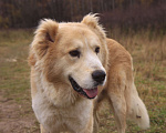 Собаки в Видном: Старк, 5 лет, алабай/ретривер Мальчик, Бесплатно - фото 7