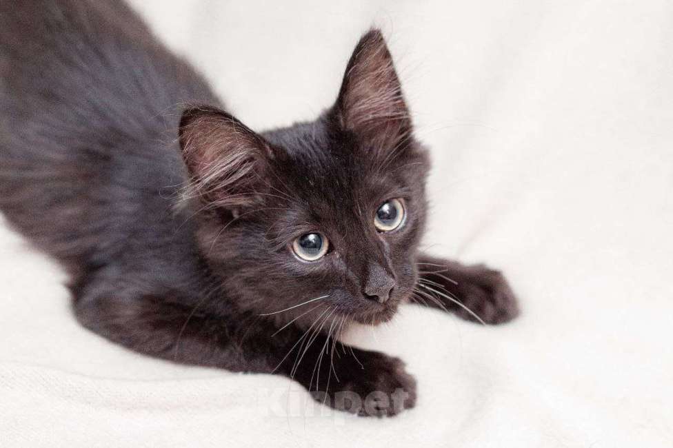 Кошки в Москве: Очень активный котенок ищет дом Мальчик, Бесплатно - фото 5