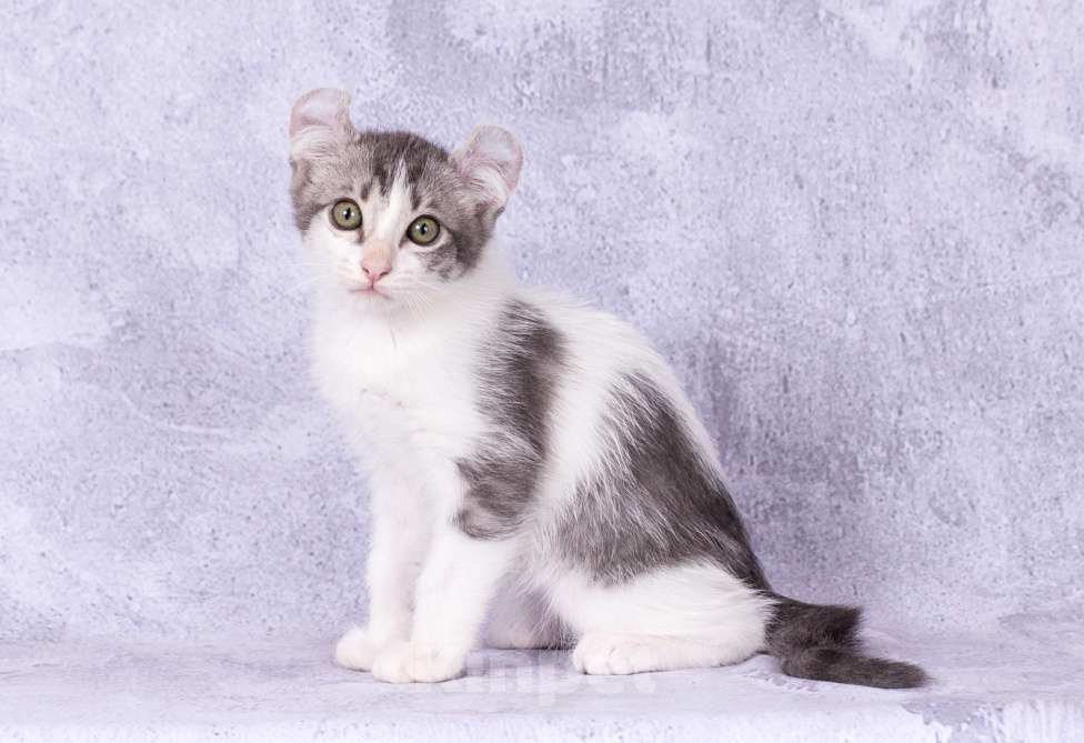 Кошки в Москве: Американский кёрл Мальчик, Бесплатно - фото 1