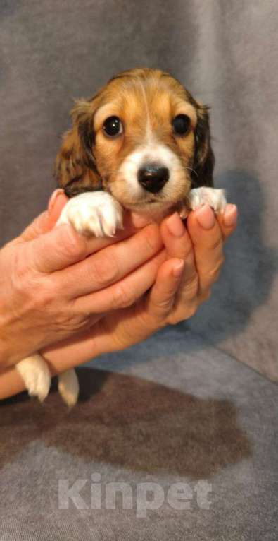 Собаки в Москве: Такса миниатюрная/кроличья(щенок) Мальчик, Бесплатно - фото 7