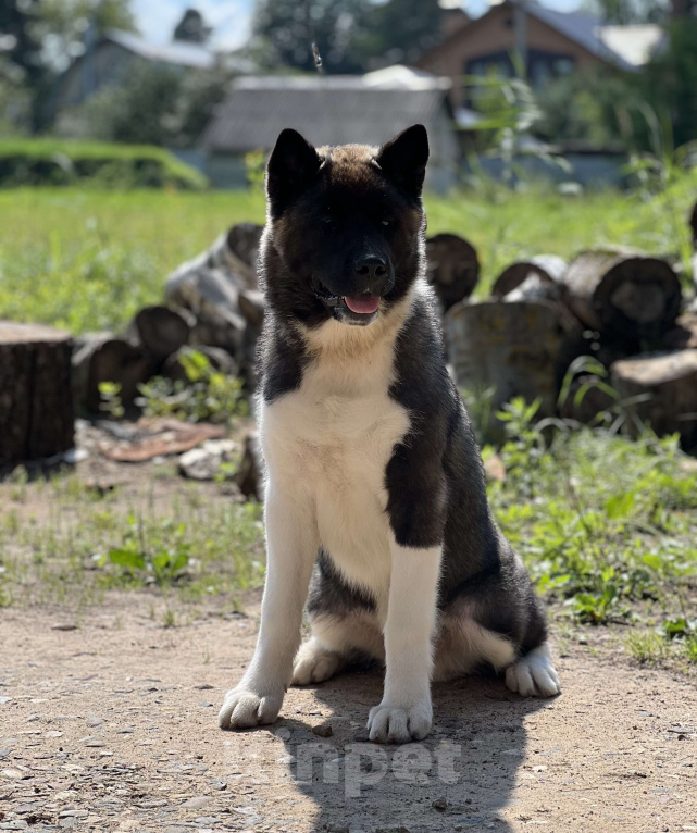 Собаки в Дубне: Щенок американской акиты Мальчик, 30 000 руб. - фото 1