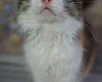 Кошки в Мичуринске: Муся 2 года спокойная, 100 руб. - фото 2