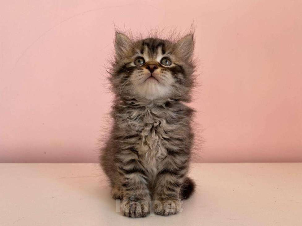 Кошки в Краснодаре: Котик лесного окраса Мальчик, 35 000 руб. - фото 2