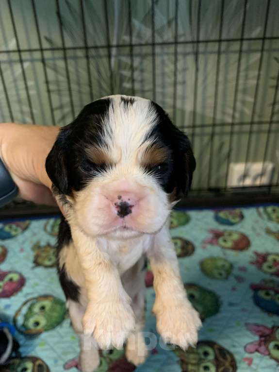 Собаки в Краснодаре: Мальчики  кавалер Кинг Чарльз триколор  Мальчик, 50 000 руб. - фото 7