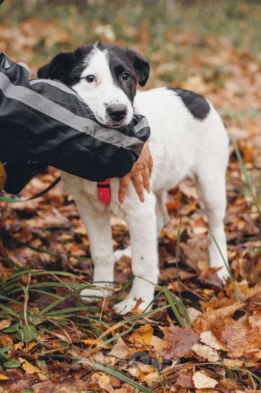 Собаки в Москве: Твиги - девочка, 2 месяца, ищет дом  Девочка, Бесплатно - фото 5