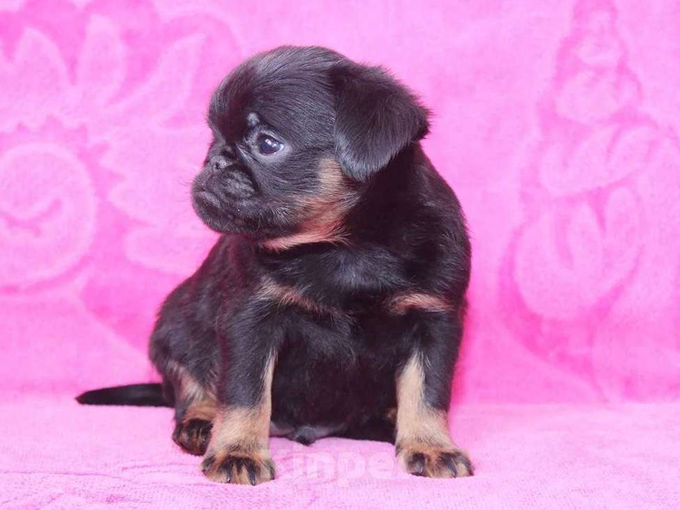 Собаки в Санкт-Петербурге: Шалун Мальчик, 80 000 руб. - фото 3