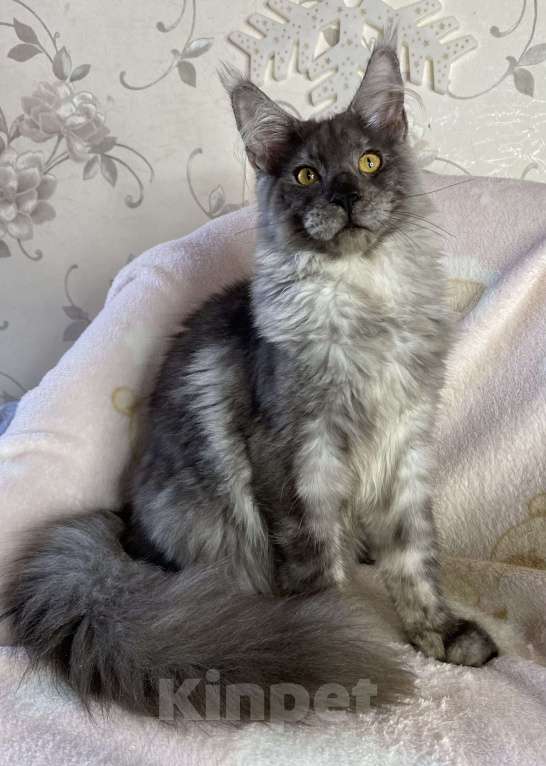 Кошки в Дмитрове: Черный дымчатый мальчик мейн кун Nord Мальчик, 60 000 руб. - фото 6