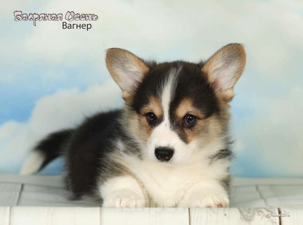 Собаки в других городах Московской области: Продается мальчик вельш корги пемброк Мальчик, 50 000 руб. - фото 2