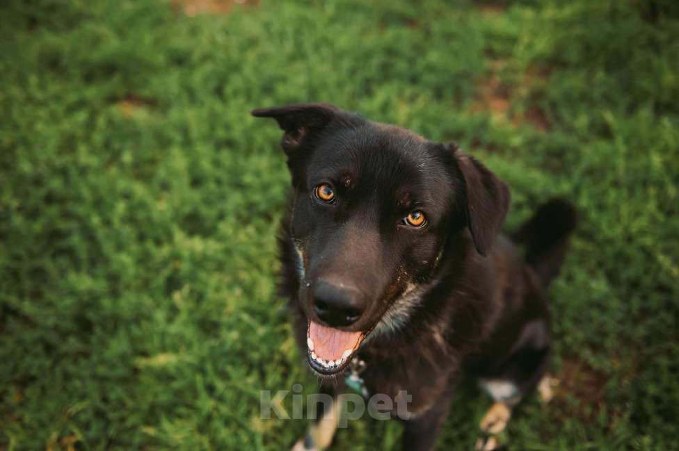 Собаки в Москве: Дик Мальчик, Бесплатно - фото 1