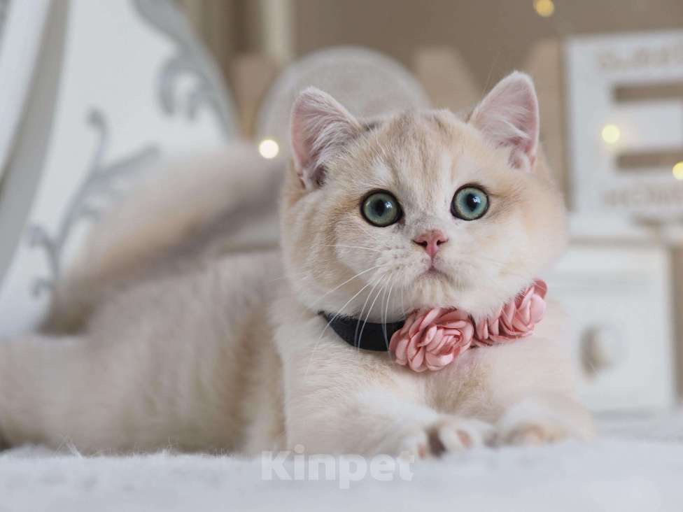 Кошки в Москве: Британский мальчик Финист Мальчик, 150 000 руб. - фото 8