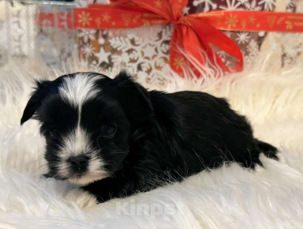 Собаки в Москве: Цветные йорки Мальчик, 65 000 руб. - фото 1