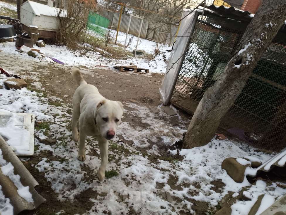 Собаки в других городах Краснодарского края: Алабай Девочка, 5 000 руб. - фото 4