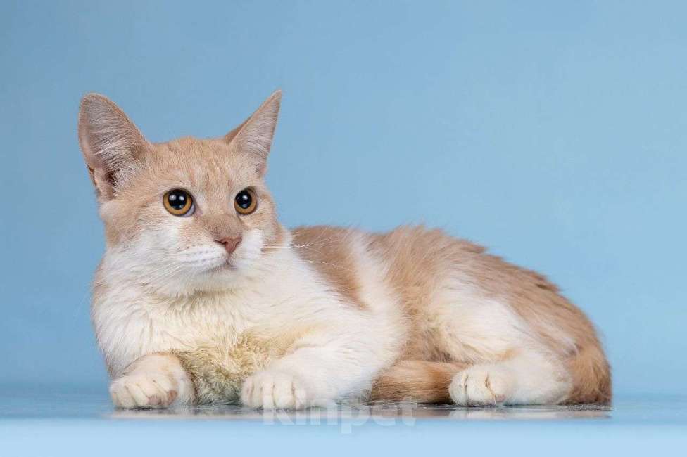 Кошки в Москве: Кот Персик ищет семью  Мальчик, Бесплатно - фото 3