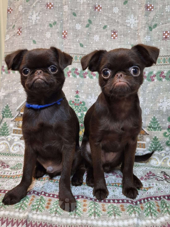 Собаки в Москве: Щенок пти брабансон мальчик Мальчик, 130 000 руб. - фото 1