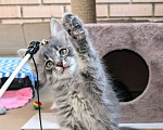 Кошки в Москве: Котёнок Дымок ищет семью! Мальчик, Бесплатно - фото 3