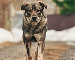 Собаки в Лосином-Петровском: Джед валентинка в добрые руки Мальчик, Бесплатно - фото 6