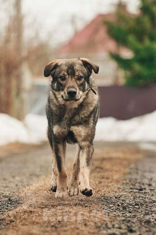 Собаки в Лосином-Петровском: Джед валентинка в добрые руки Мальчик, Бесплатно - фото 6