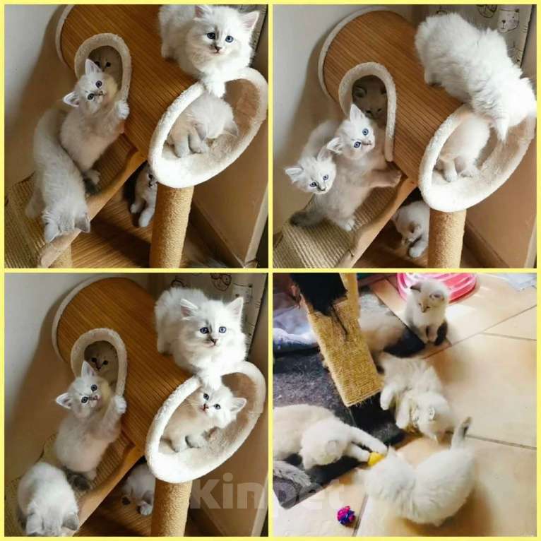 Кошки в Нижнем Новгороде: Малыши Мальчик, 27 000 руб. - фото 1