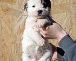Собаки в Краснодаре: Белка Девочка, 1 руб. - фото 2