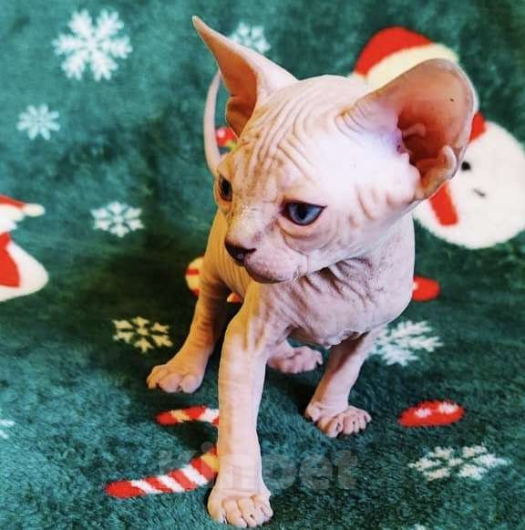 Кошки в Москве: Топовая девочка канадского сфинкса Девочка, 50 000 руб. - фото 4