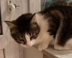 Кошки в Москве: Кошка Лакомка ищет дом Девочка, Бесплатно - фото 4