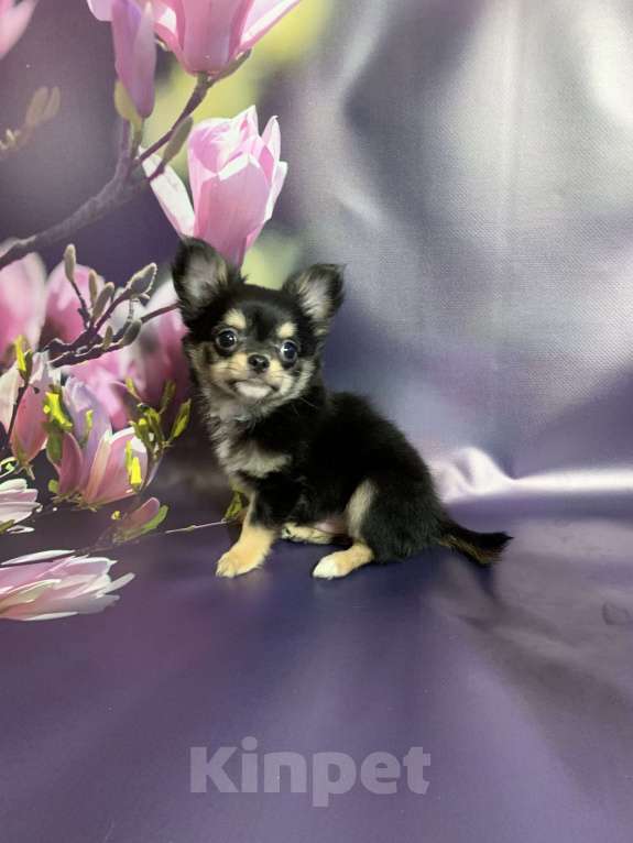 Собаки в Москве: Щенок чихуахуа, мальчик, длиношерстный.  Мальчик, 65 000 руб. - фото 8