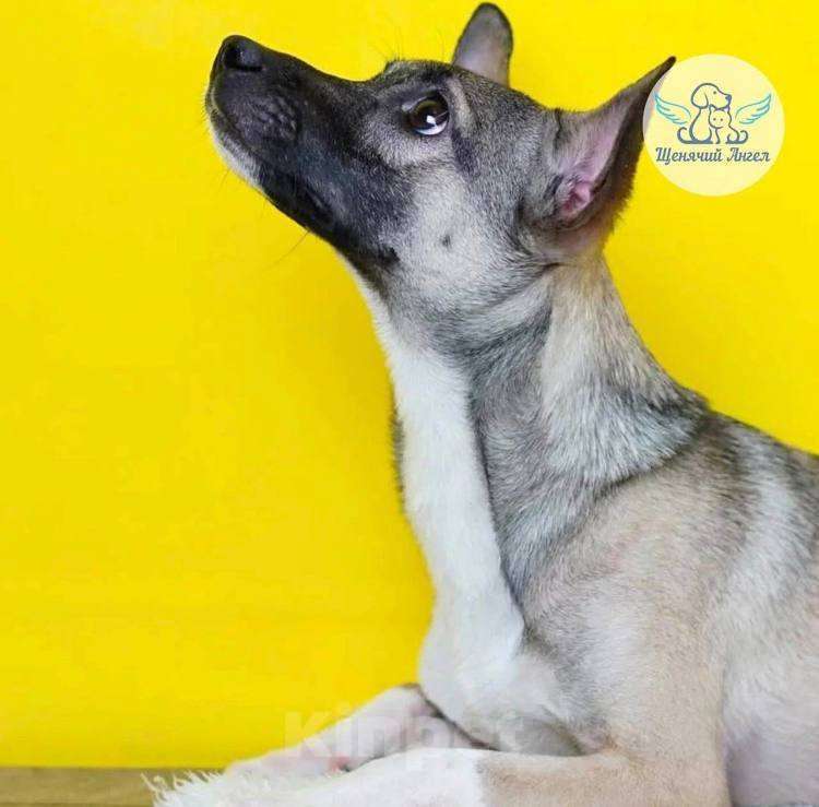 Собаки в Москве: Миниатюрный Тай из приюта ищет дом Мальчик, Бесплатно - фото 5