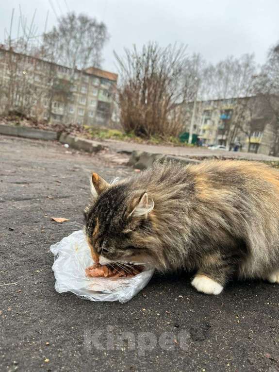 Кошки в Коломне: НАШЛИ КОШКУ ТРЕХЦВЕТНУЮ Девочка, Бесплатно - фото 2