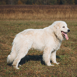 Пиренейская горная собака