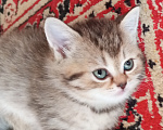 Кошки в Омске: Шотландская короткошерстная(котенок) Разнополые, Бесплатно - фото 5