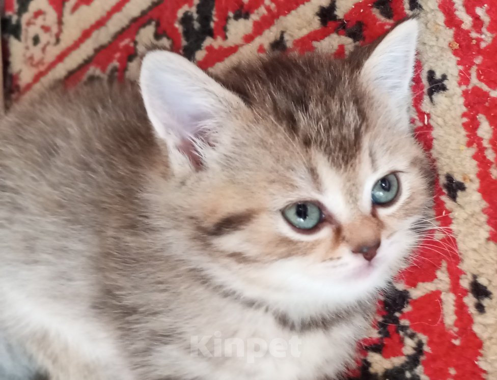Кошки в Омске: Шотландская короткошерстная(котенок) Разнополые, Бесплатно - фото 5