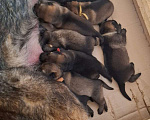 Собаки в Керчи: Щенки немецкой овчарки  Девочка, 70 000 руб. - фото 1