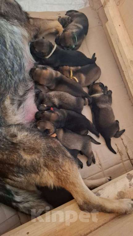 Собаки в Керчи: Щенки немецкой овчарки  Девочка, 70 000 руб. - фото 1