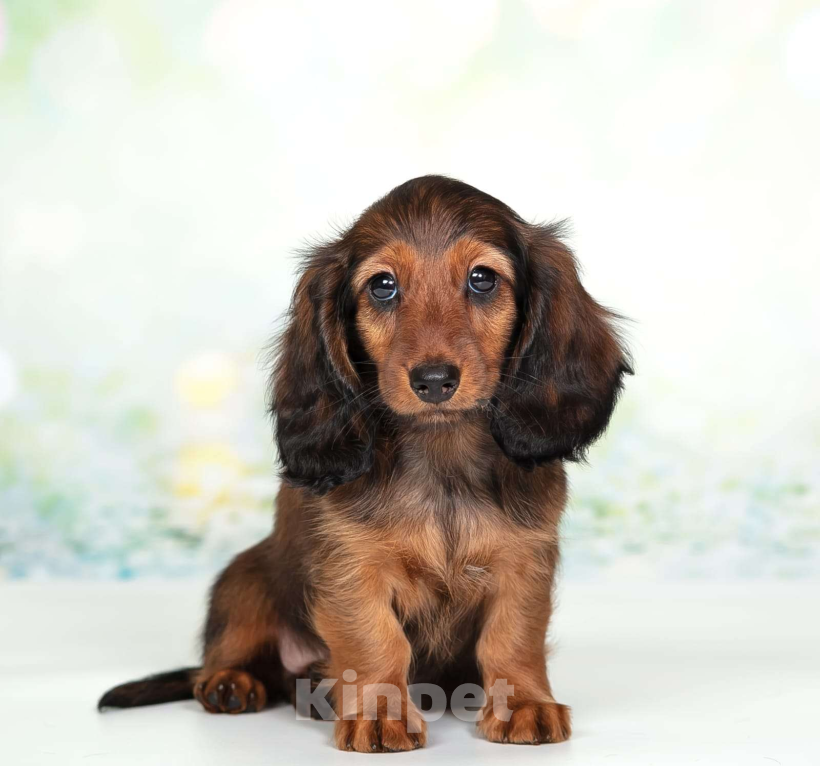 Собаки в Москве: Такса миниатюрная длинношёрстная Мальчик, Бесплатно - фото 6